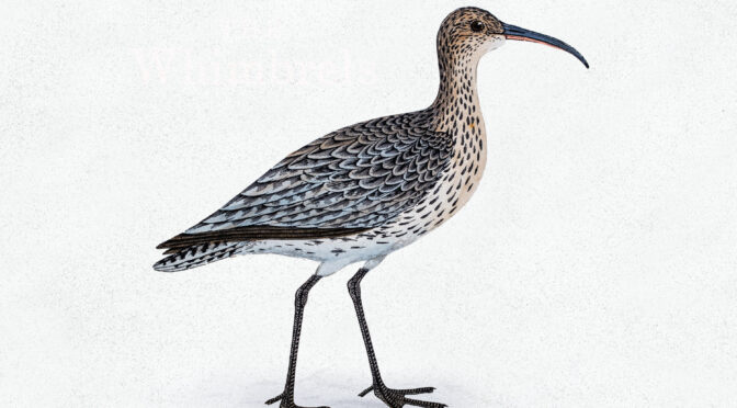 Out Now – The Whimbrels!
